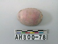 藏品(貝類)的圖片